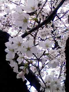 �����炳����